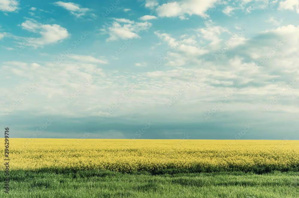 Obraz premium Landscape with big rape fields