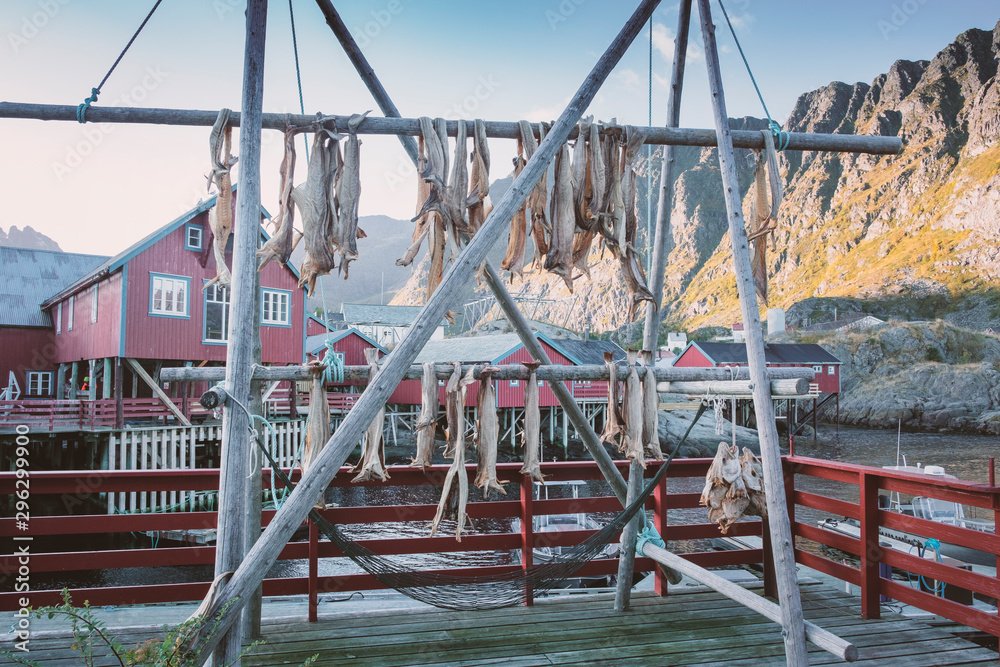 Fototapeta premium dried fish cod in O town Moskenes, Lofoten islands Norway. Fishing village