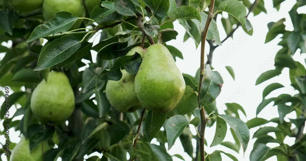 Pears hanging on the tree branches. Good harvest in the garden Pears hanging on the tree branches. Good harvest in the garden