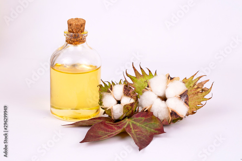 Cotton plant and cotton oil