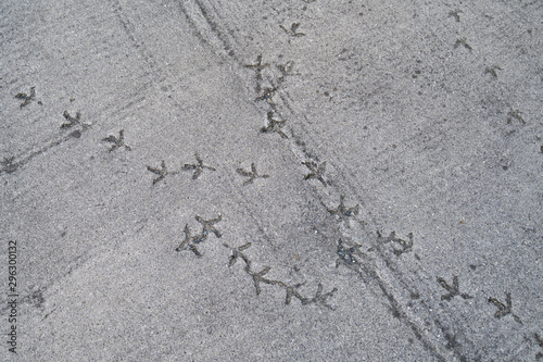 Birds footprints on hardened cement.