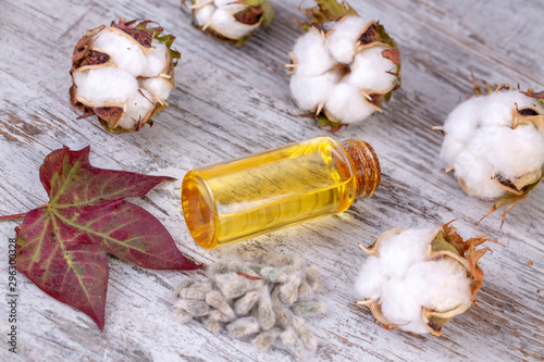 Cotton plant and cotton oil