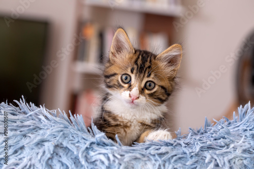 Cute kitten cat