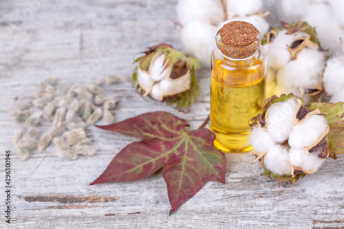 Cotton plant and cotton oil