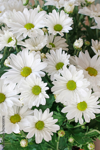 Tiny white chrysanthemum background