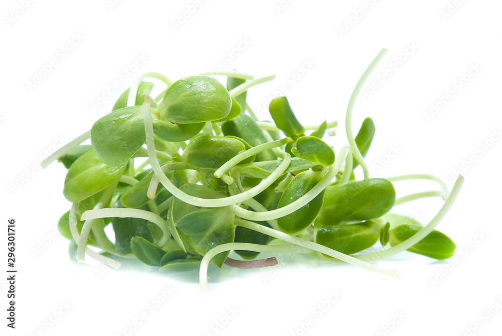 Sunflower sprouts isolated on white background Sunflower sprouts isolated on white background