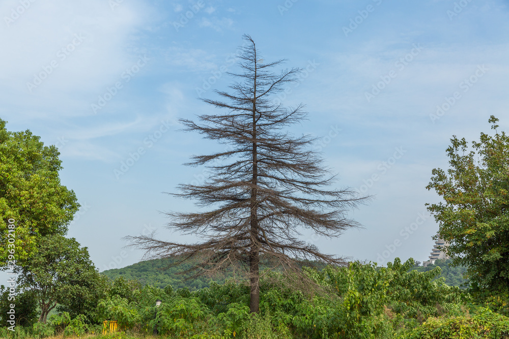Fototapeta premium trees in the forest
