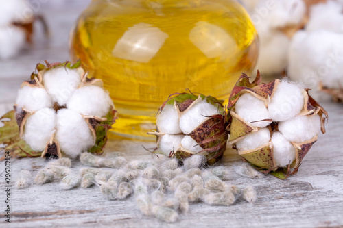Cotton plant and cotton oil