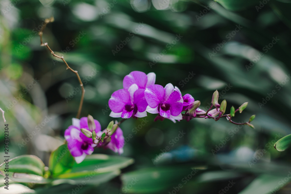 Fototapeta premium Pink orchid on green background