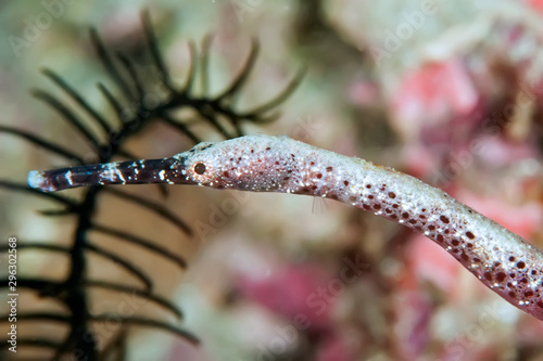 Close up of a Longsnout Pipefish side view of its face. photo