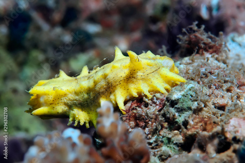 Yellow sea cucumber on corals. Philippines