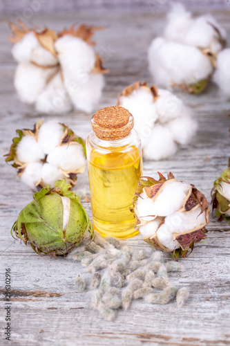 Cotton plant and cotton oil