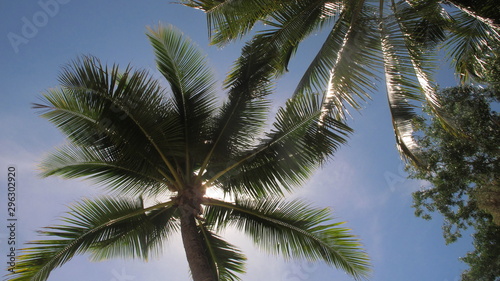 Palm tree in the sun with a blue sky
