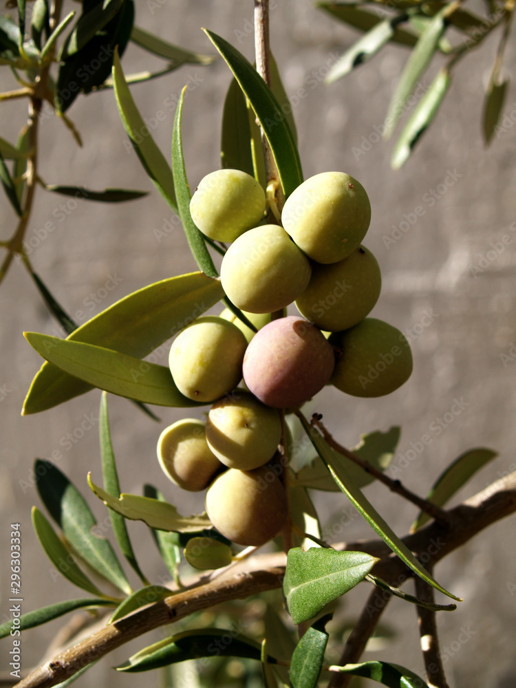 green olives rippening on the branch green olives rippening on the branch