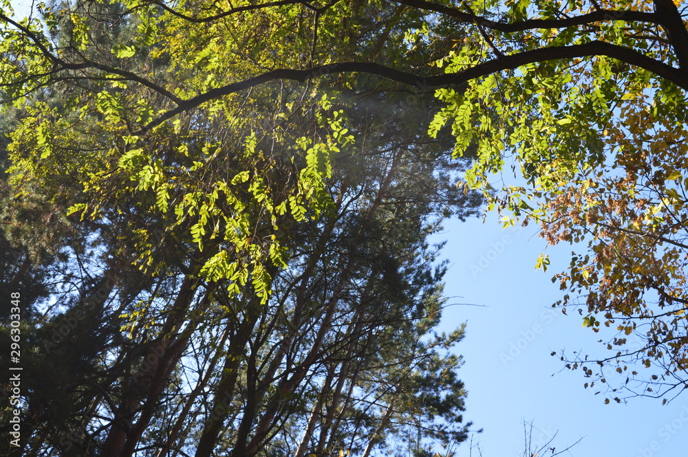Obraz premium Forest trees