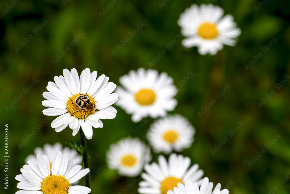 Fototapeta premium Trichius fasciatus is a beetle species belonging to the family Scarabaeidae, perching on a blossom of a daisy