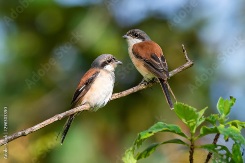 Two Burmese Shrike perching on a perch with soft morning sunlight