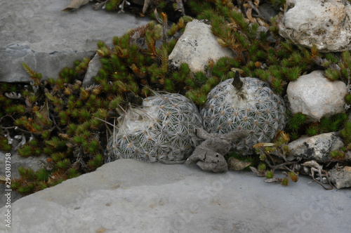 Turbinicarpus saueri ssp. septentrionalis in Mexico photo