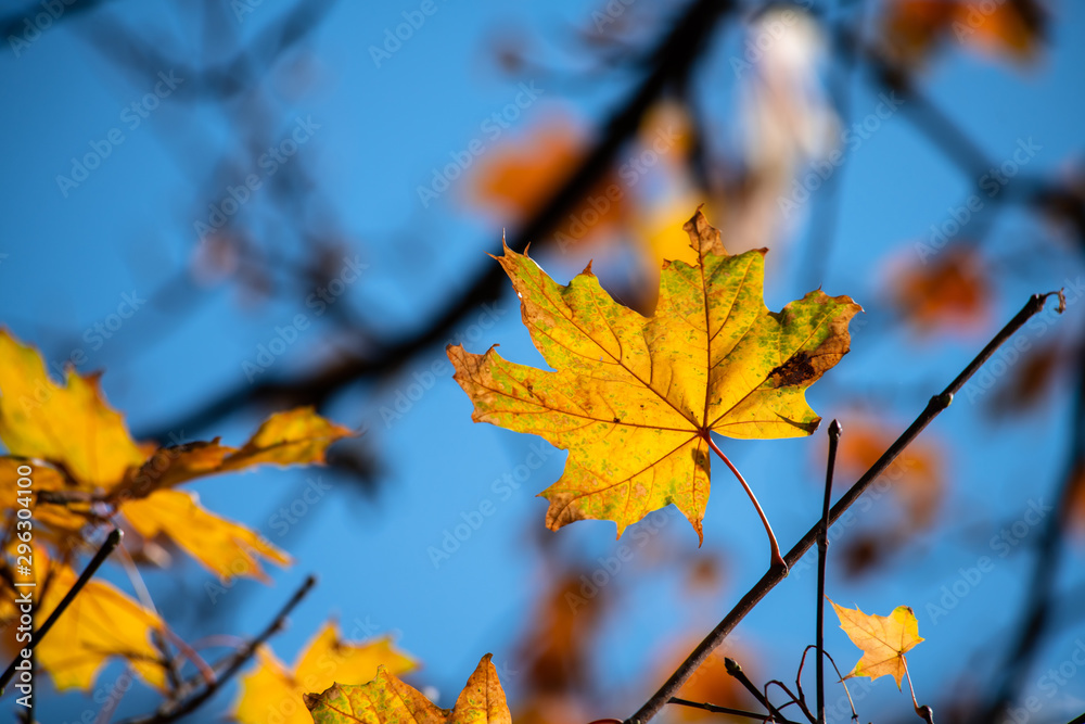 Nice yellow maple leaves nature background abstract macro close up autumn Nice yellow maple leaves nature background abstract macro close up autumn