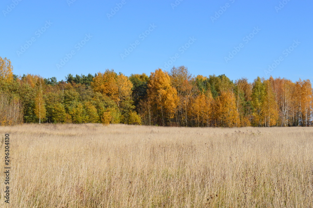 Autumn forest