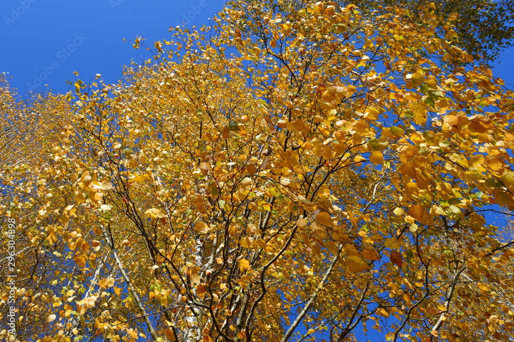 Fototapeta premium Autumn trees