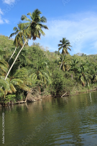 Palmen am Fluss