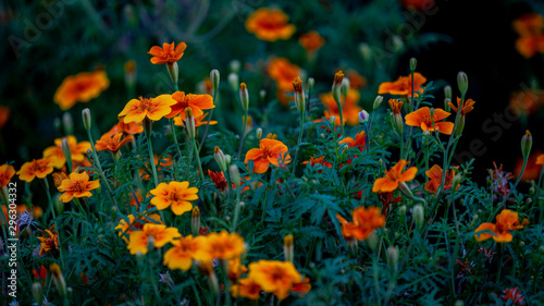 flowers in the garden © MKozloff