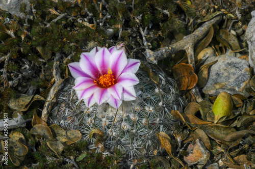 Turbinicarpus saueri ssp. septentrionalis photo