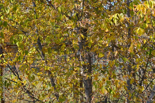 Tapety artystyczne Bird on a tree