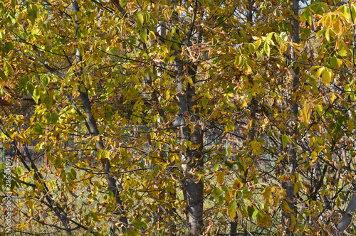 Tapety artystyczne Bird on a tree
