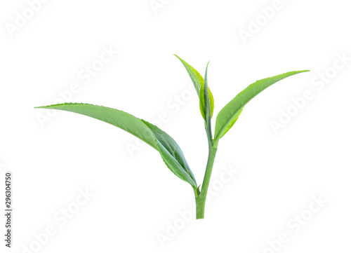 Green tea leaf isolated on white background © sangsiripech