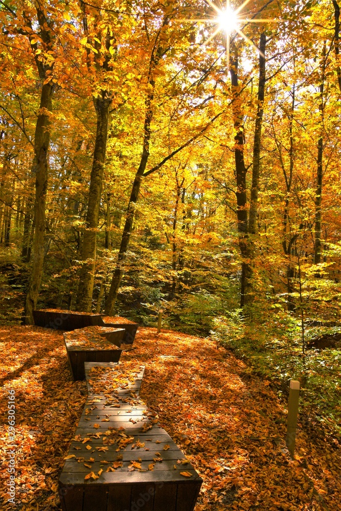 alley through forests in the resort Sovata in autumn