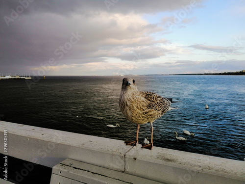 Seagull ptak na molu blisko morza