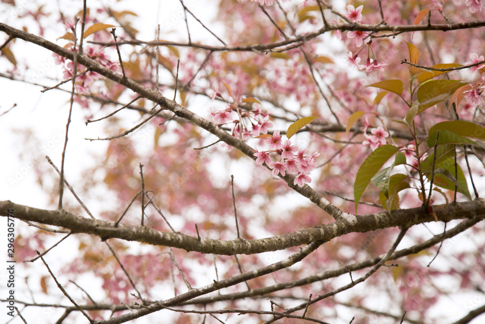 Beautiful cherry blossom or sakura in spring time over sky Beautiful cherry blossom or sakura in spring time over sky