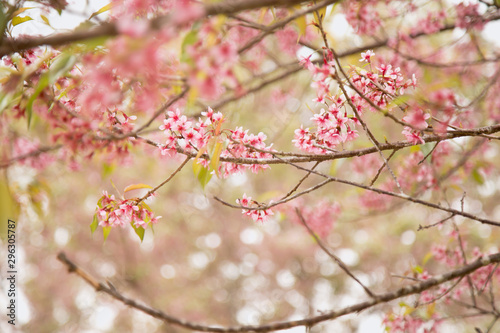 Beautiful cherry blossom or sakura in spring time over  sky