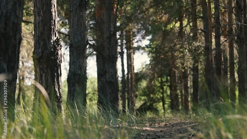 Hidden path in a pine forest Hidden path in a pine forest