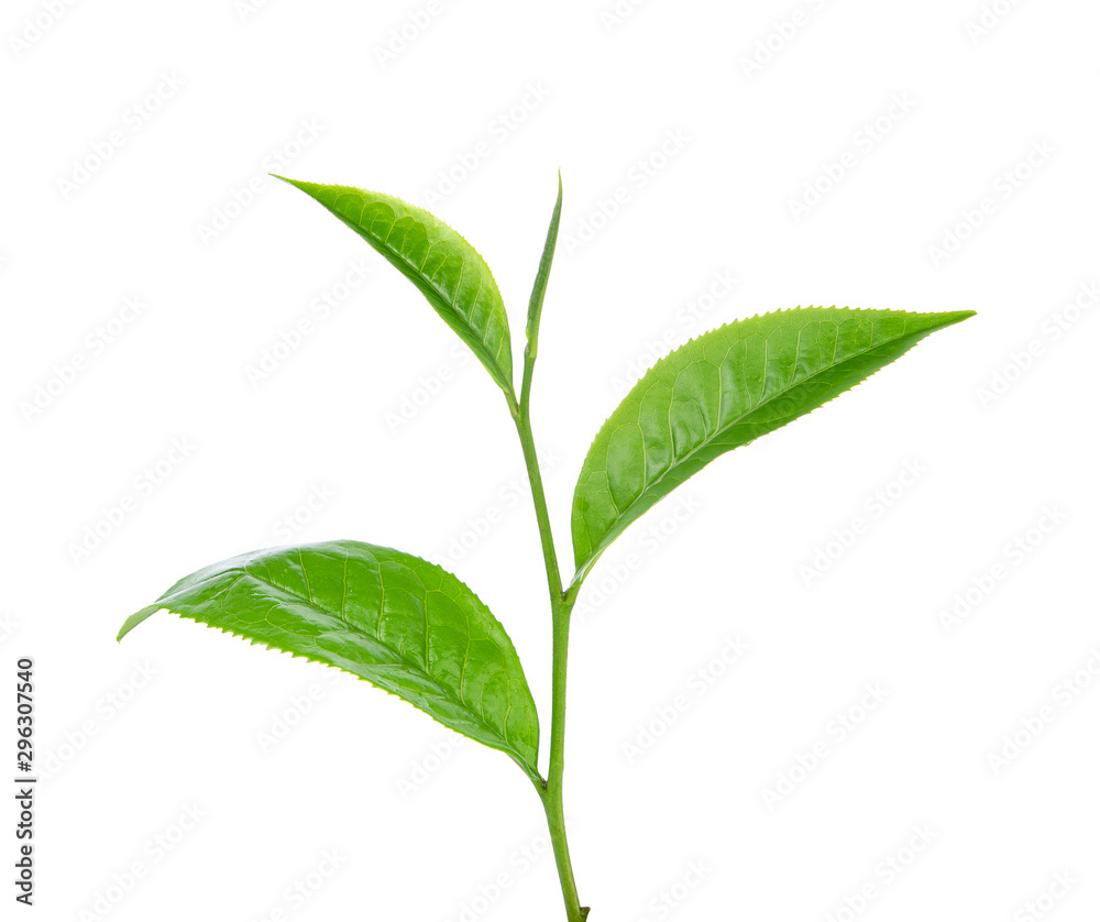 green tea leaf on white background green tea leaf on white background