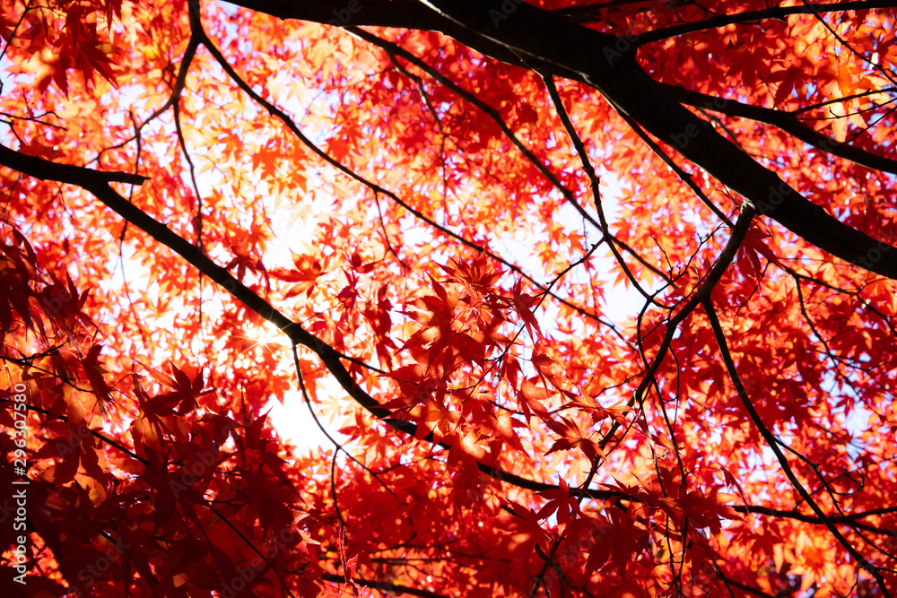 紅葉 紅葉