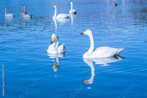 Fototapeta Naklejka Na Ścianę i Meble -  白鳥