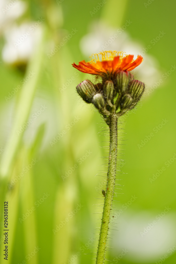 orangerotes Habichtskraut orangerotes Habichtskraut