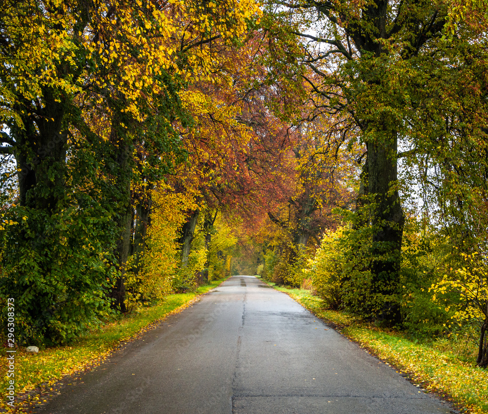 Obraz premium Road in the autumn forest in rain. Asphalt road in overcast rainy day. Roadway with trees in kaliningrad region. Empty highway in fall woodland.