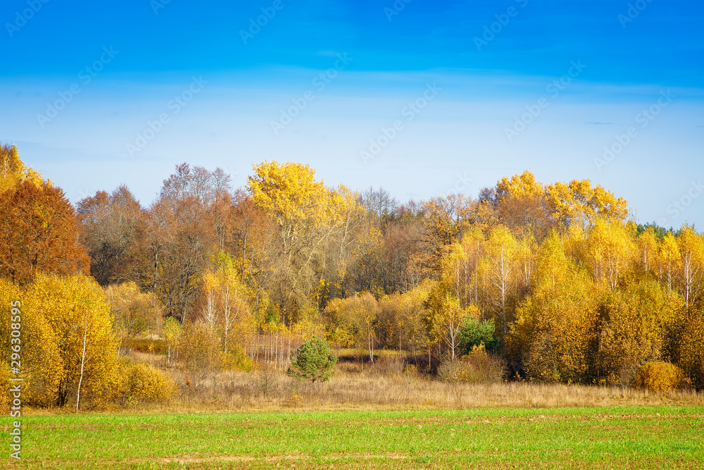 Autumn forest with yellow leaves on the trees on the edge of an agricultural field.