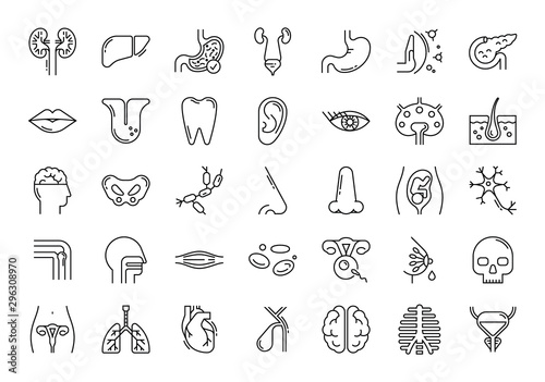Large set of linear vector icons of human organs.