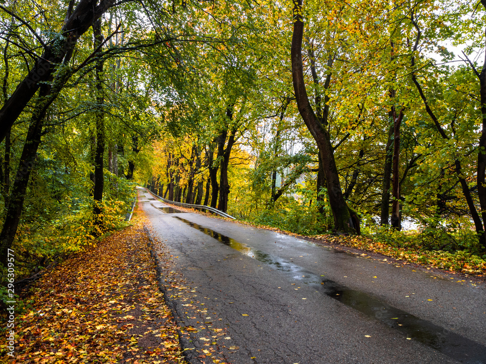Road in the autumn forest in rain. Asphalt  road in overcast rainy day. Roadway with  trees in kaliningrad region. Empty highway in fall woodland.