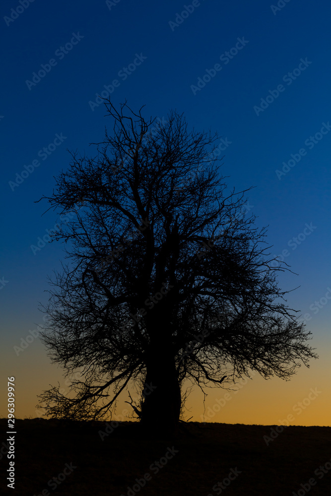 einzeln stehender Baum gegen Nachthimmel einzeln stehender Baum gegen Nachthimmel