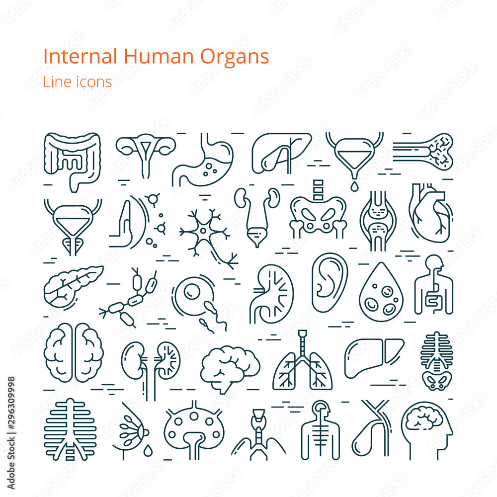 Naklejka premium Large set of linear vector icons of human internal organs.