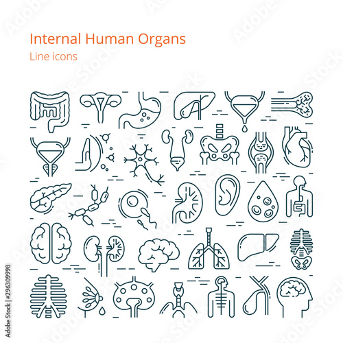 Large set of linear vector icons of human internal organs.