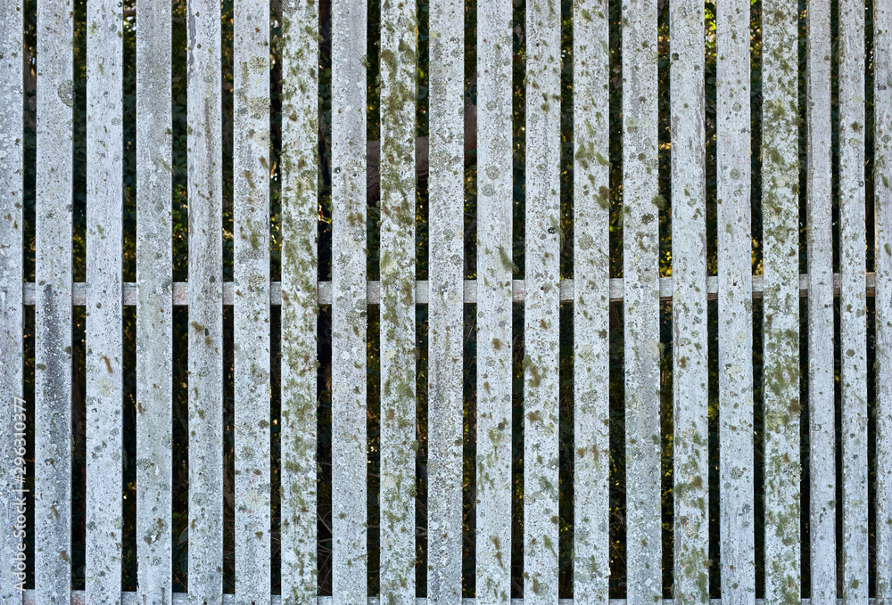 An image detailing part of an old white-painted timber sight board - or sight screen - the weathered surface dirty, and covered in moss, algae and fungal growth. . An image detailing part of an old white-painted timber sight board - or sight screen - the weathered surface dirty, and covered in moss, algae and fungal growth. .