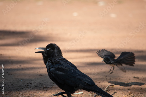 Crow being attacked by a willy wagtail