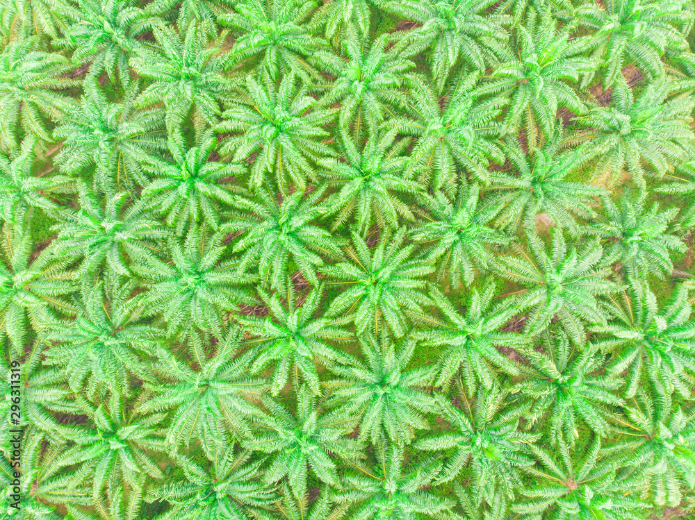 Palm oil plantation field aerial view scene Palm oil plantation field aerial view scene